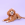 Cockapoo